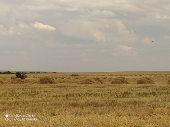 Ведется уборка озимых культур