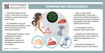 О профилактике токсоплазмоза