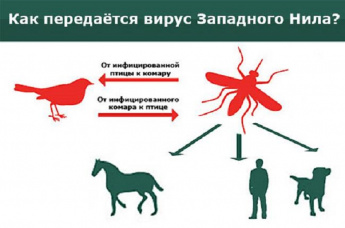 Лихорадка Западного Нила. Симптомы.  Меры профилактики 