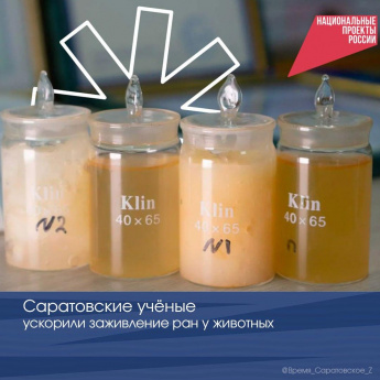 Саратовские учёные создали органический «пластырь» для сельскохозяйственных животных