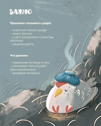 Летняя жара: как уберечь домашних и сельскохозяйственных животных 